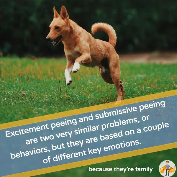 excitement peeing and submissive peeing are two very similar problems but they are based on a couple of different key emotions