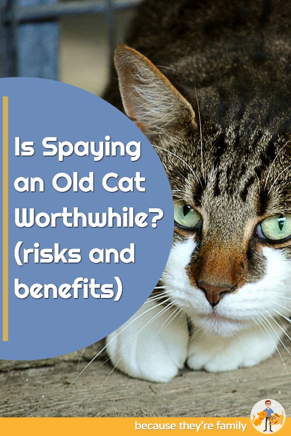 is spaying an old cat worthwhile?