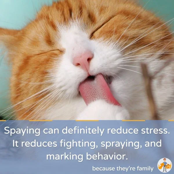 spaying reduces stress, fighting, spraying and marking behaviour