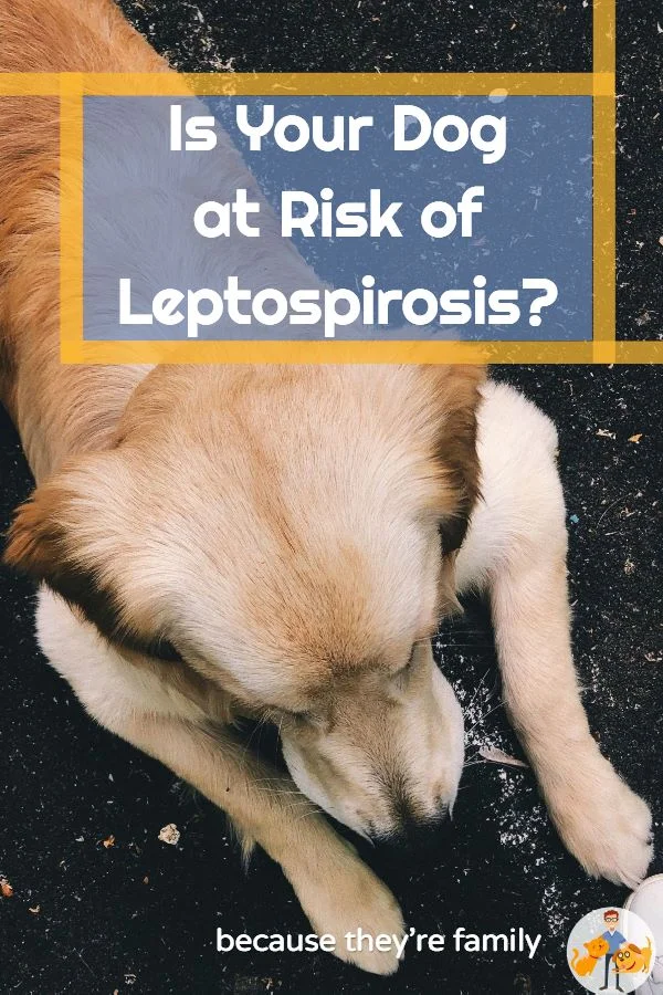 leptospirosis risks in dogs
