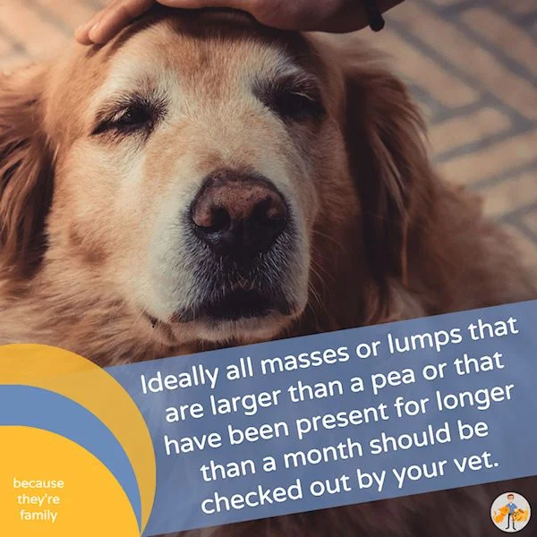 ideally all masses larger than a pea or lumps that have been present for longer than a month should be checked out by your veterinarian