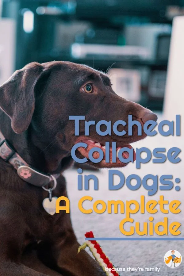 Tracheal Collapse in Dogs a Complete Guide — Our Pet's Health