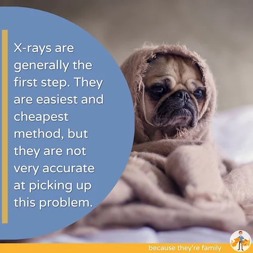 Tracheal Collapse In Dogs A Complete Guide Our Pets Health