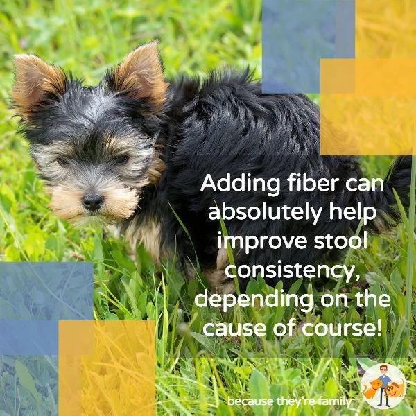 adding fiber to a dog’s diet can help improve stool consistency and reduce anal gland impaction