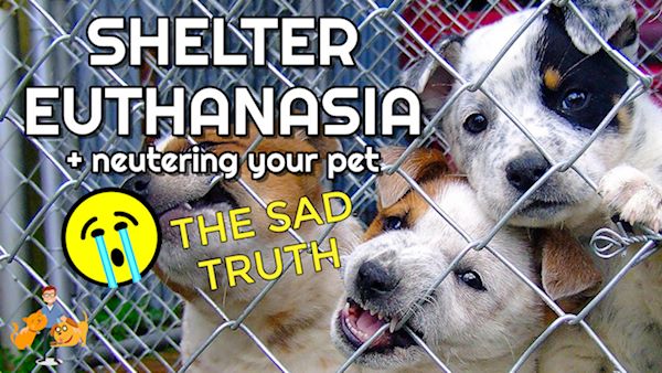 Shelter Euthanasia: How You can Reduce The Number of Dogs + Cats Killed —  Our Pet's Health