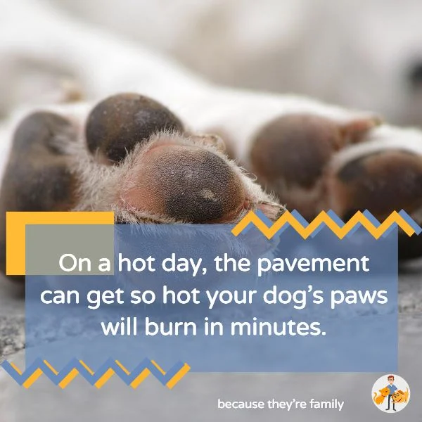 On a hot day the pavement can get so hot your dogs paws will burn in minutes