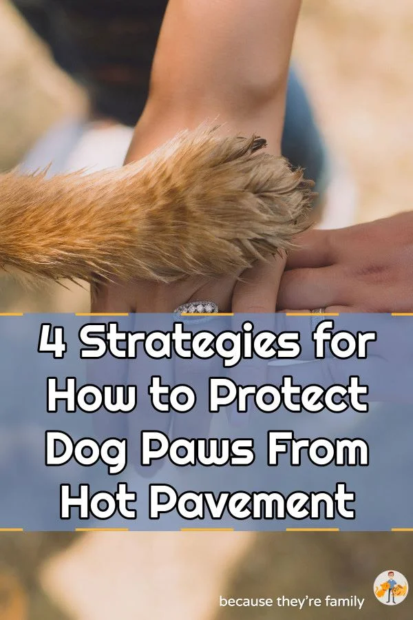 how to protect your dog’s paws from the hot pavement in summer
