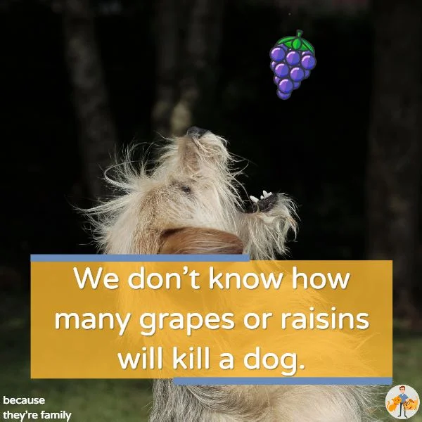 11 Poisonous Foods That Can Kill Your Dog and Cat Quoteblog.jpg