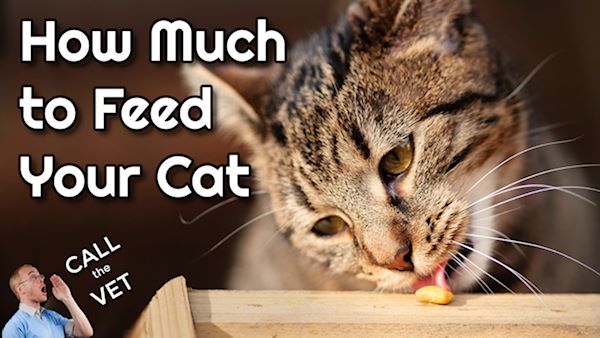 how much to feed your cat: call the vet