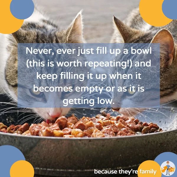 never feed ad-lib, filling up your cat’s bowl as it becomes empty