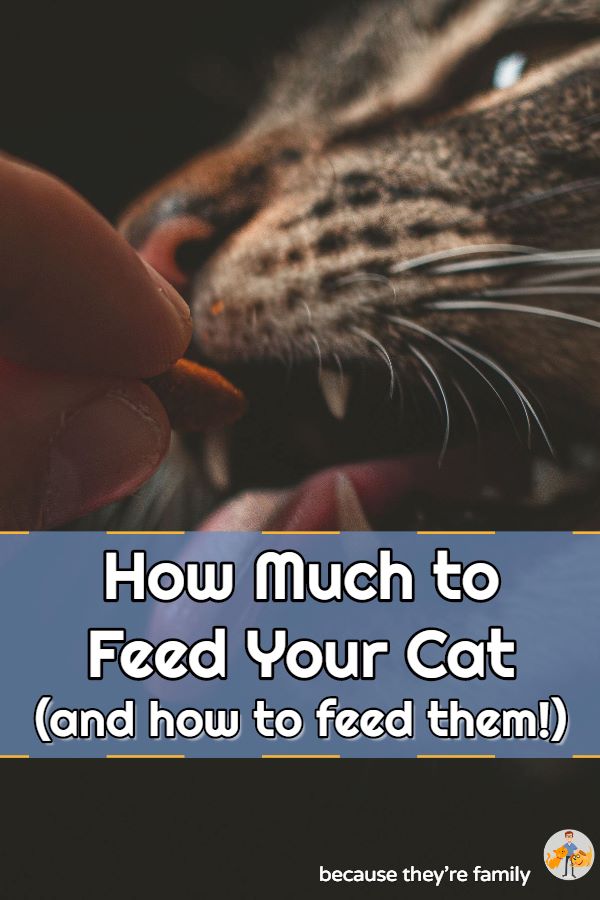 how much to feed your cat and the best way to feed them