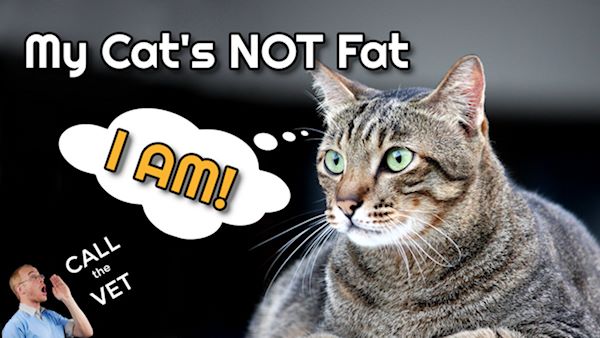 My cat’s not fat. Yes they are! How to tell someone their cat needs to diet