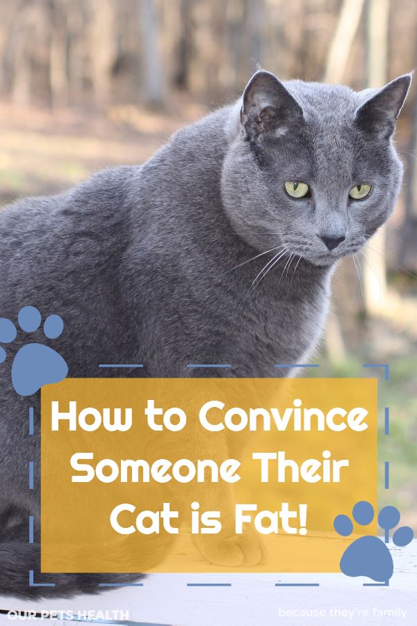 how to convince someone their cat is fat