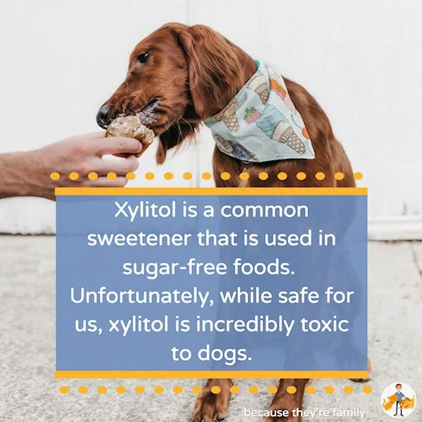 Xylitol Poisoning in Dogs How Much Will Kill? — Our Pet's Health