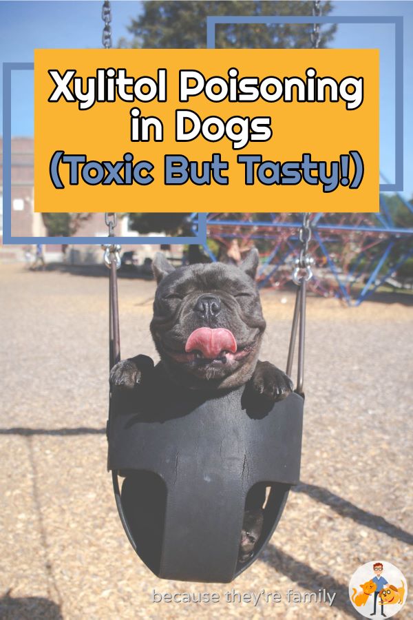 xylitol poisoning in dogs - how much will kill