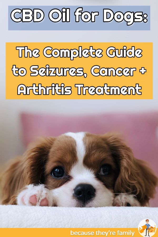 cbd oil for dogs - a complete guide