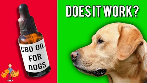 11 Vital Facts About Dog Epilepsy Causes Treatment Life Expectancy Our Pets Health