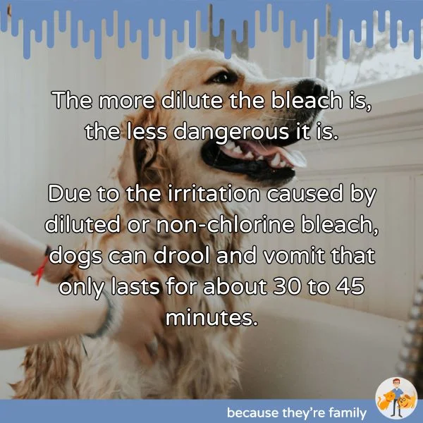 dilute bleach is less toxic to dogs and cats