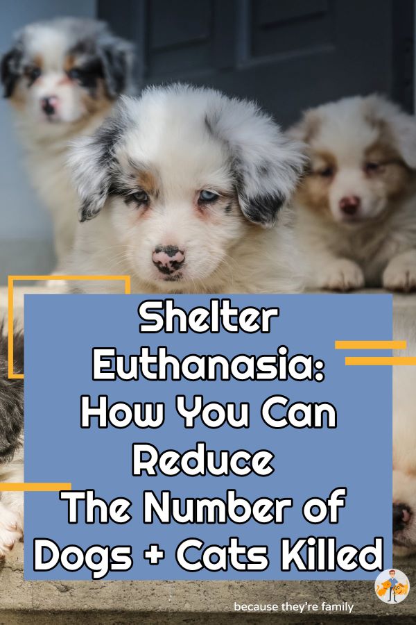 Shelter+Euthanasia +How+You+can+Reduce+The+Number+of+Dogs+%2B+Cats+Killedblog