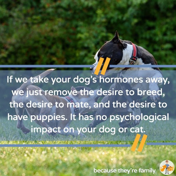 neutering your dog or cat does not have a psychological impact on them
