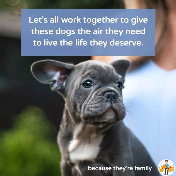 we can only make a change in brachycephalic flat faced dog breeds by all working together