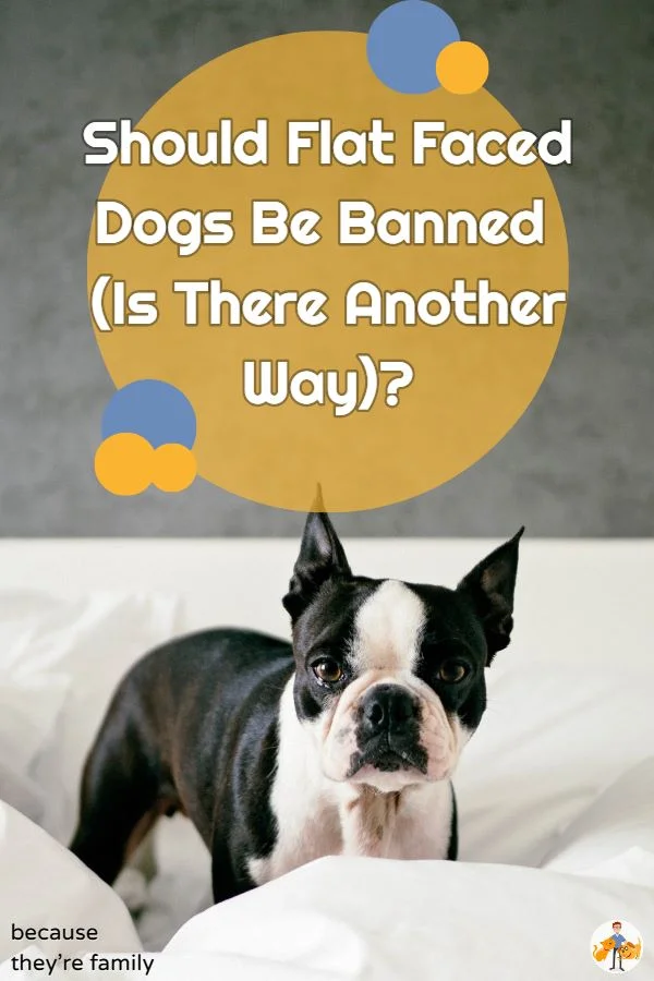 should flat faced dogs be banned