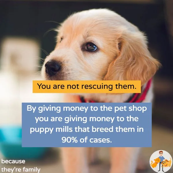 rescuing a pet shop puppy supports puppy mills