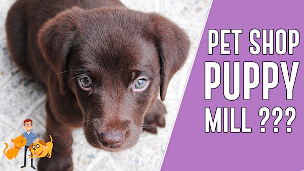11 Shocking Reasons Not to Buy a Pet Shop Puppy! — Our Pet's Health