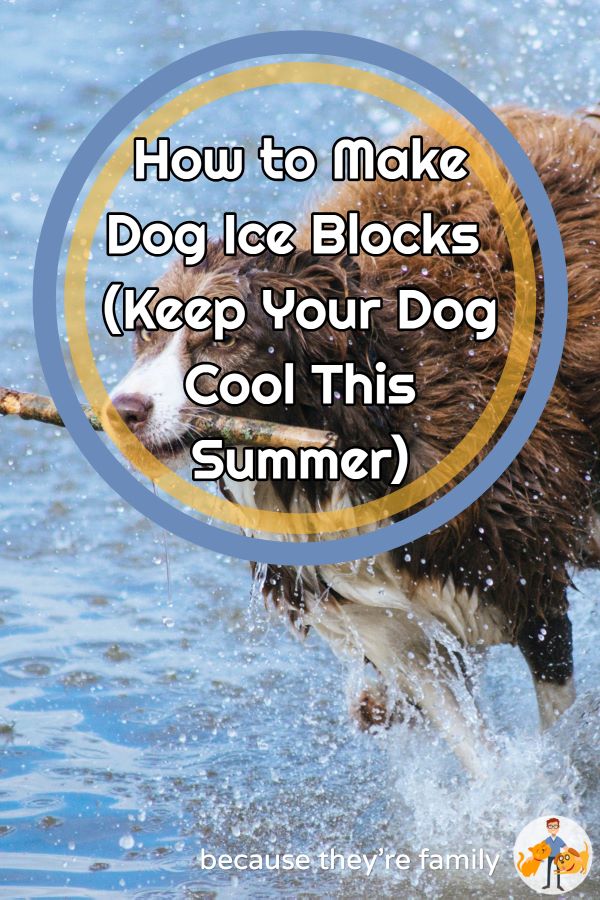 learn how to make your own dog ice blocks to keep your dog cool this summer
