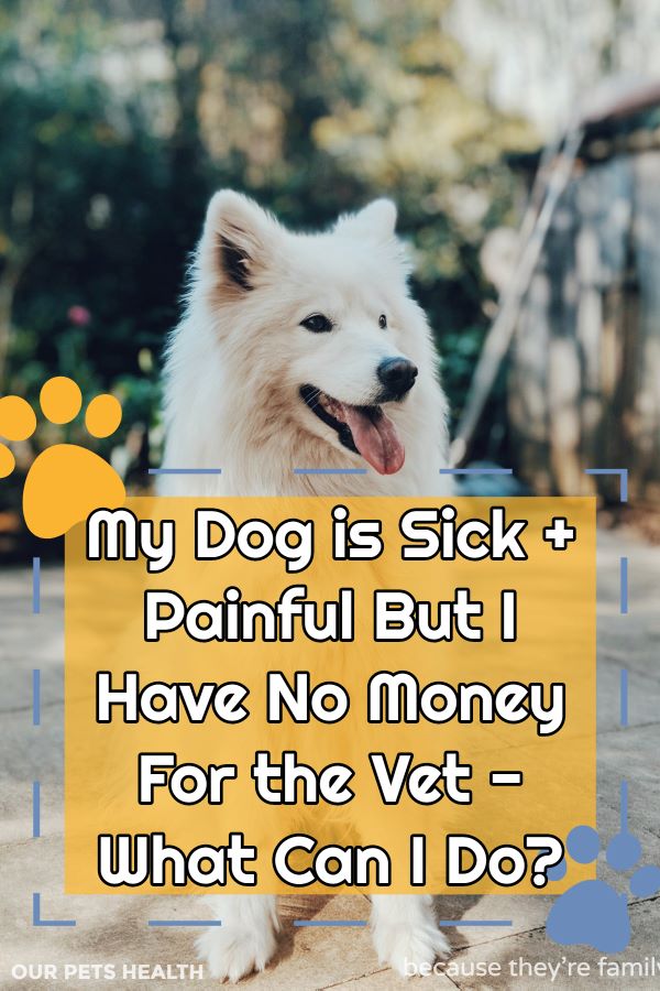 what can i do if i have no money for the vet?