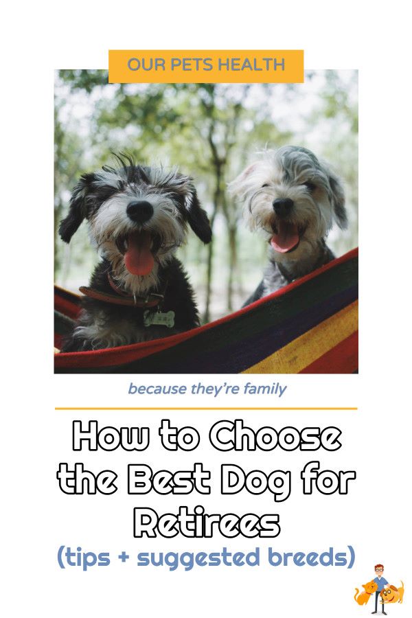 the best dog breeds for retired people - and how the decide