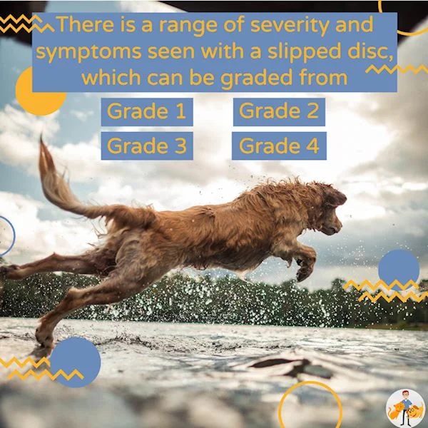 slipped disc severity grading