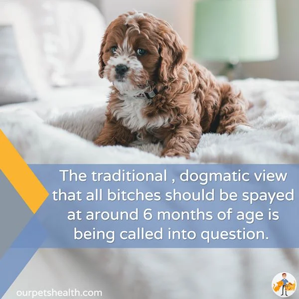 not all dogs should be spayed at 6 months old