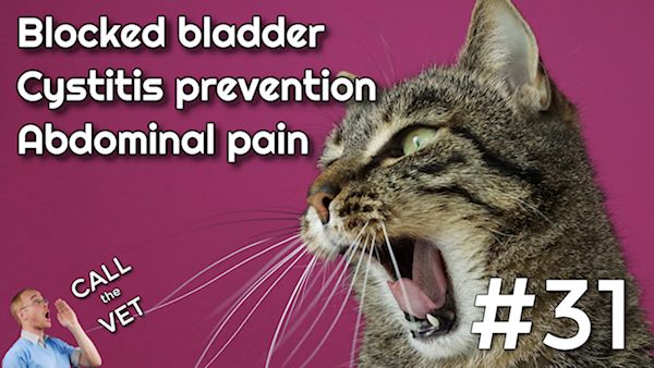 call the vet 31 about cystitis + blocked bladders in cats, and a painful bloated dog abdomen