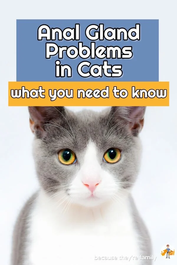 Curated visual reference: Cat Pain Indicators After Anal Gland Infections Reference: Anal Gland Problems In Cats What You Need To Know