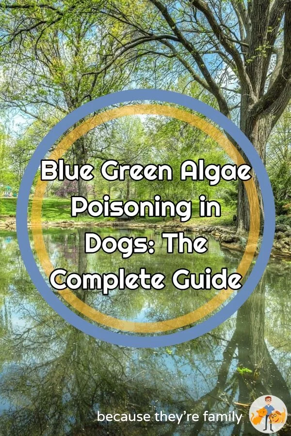 Blue Green Algae Poisoning in Dogs the complete guide — Our Pet's Health
