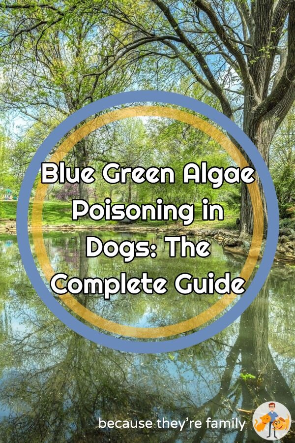 Dog blue green algae poisoning guide