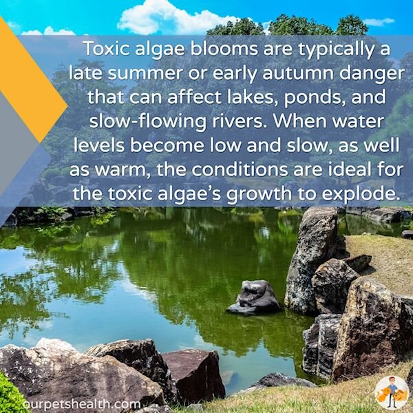 blue green algae blooms are most common in late summer and early autumn