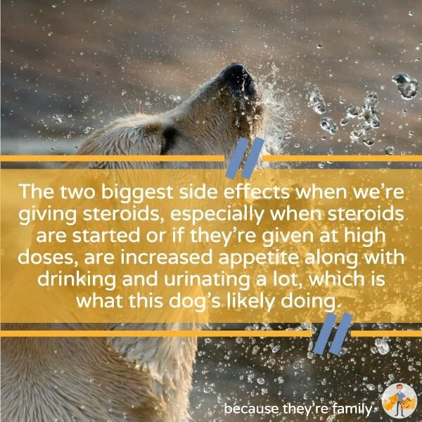 an increased appetite, drinking more and urinating more are the most common steroid side effects in dogs