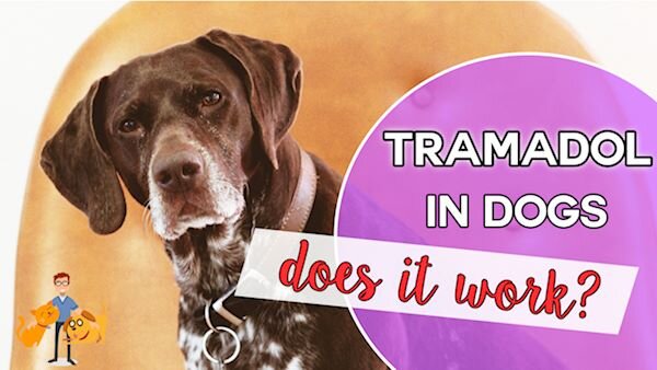 Tramadol For Dogs Dosage Chart