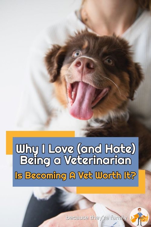 is becoming a vet worth it? The pros and cons of being a veterinarian