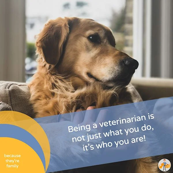 choosing to become a vet reflects who you are, not just what you do