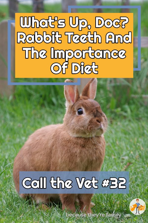 call the vet podcast episode 32 - rabbit dental disease and the best diet