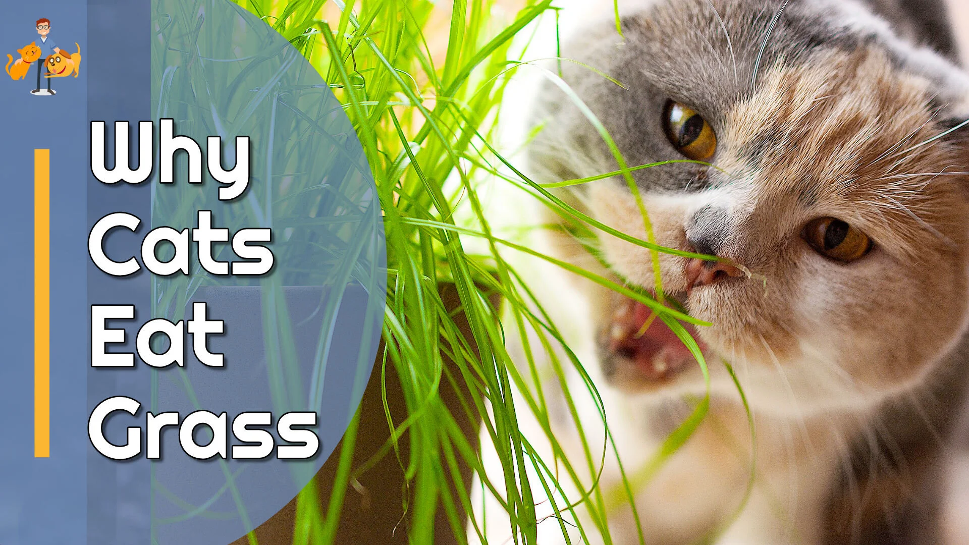 The Real Reason Cats Eat Grass Mystery Solved! — Our Pet's Health