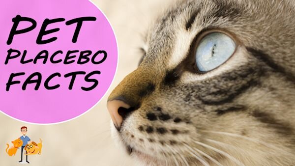 The Placebo Effect in Animals: Fact or Fiction? — Our Pet's Health