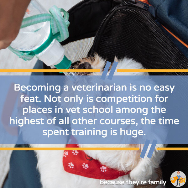 How Much do Vets get Paid? (salary vs debt) — Our Pet's Health
