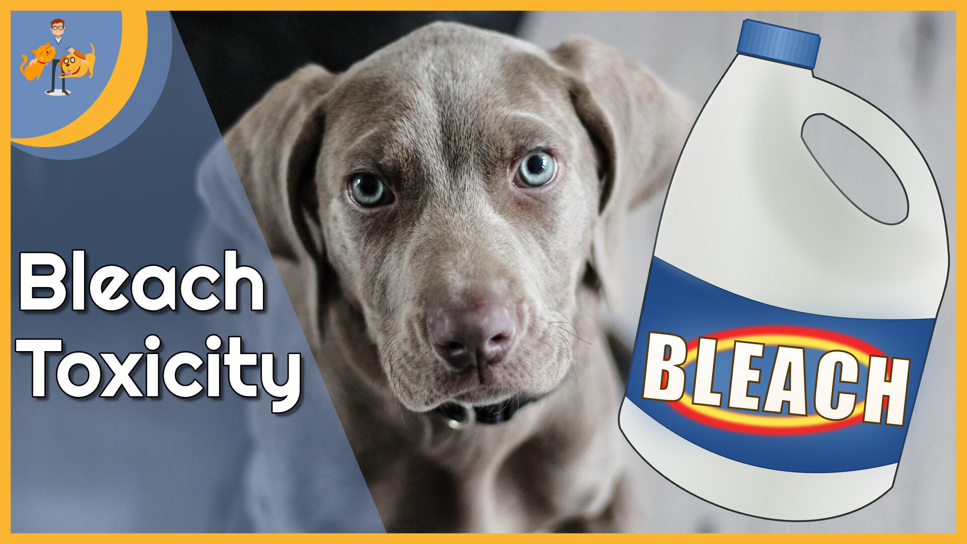 dog drank toilet water with bleach