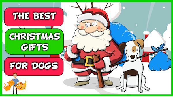 The Best Christmas Gifts for Dogs 2019 (for health + happiness!) — Our  Pet's Health