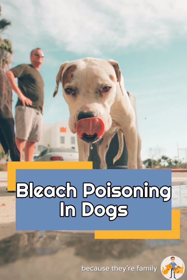 my dog drank toilet water with bleach