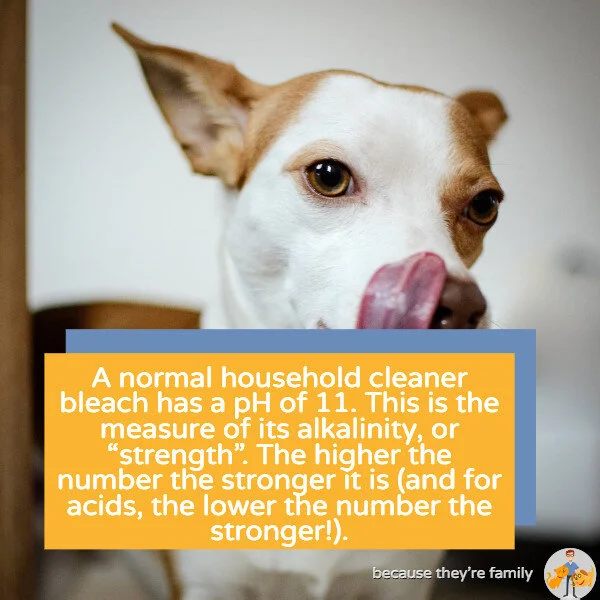 my dog drank toilet water with bleach